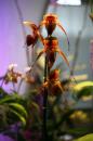 orchidees senat 041 * 4368 x 2912 * (4.88MB)